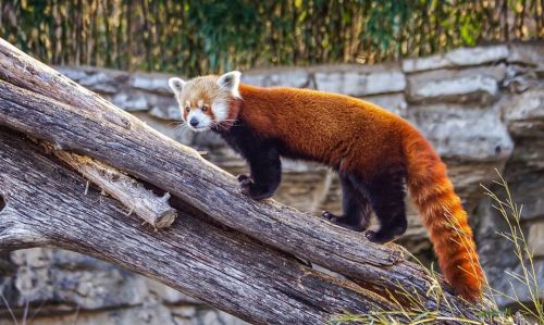 A red panda climbs on a log, showcasing its vibrant reddish-brown fur and playful demeanor in a natural setting.