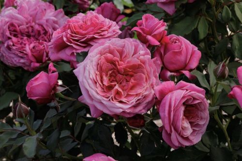 A cluster of vibrant pink roses in full bloom, surrounded by lush green leaves.