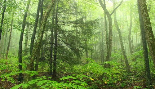 Lush green forest with tall trees and dense fog, creating a serene and mystical atmosphere.