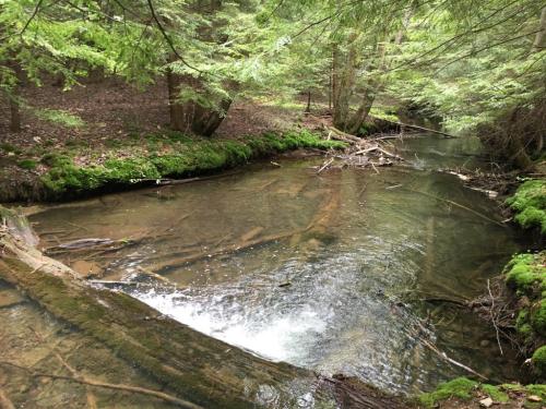 A serene forest stream flows through lush greenery, with fallen branches and moss-covered banks.