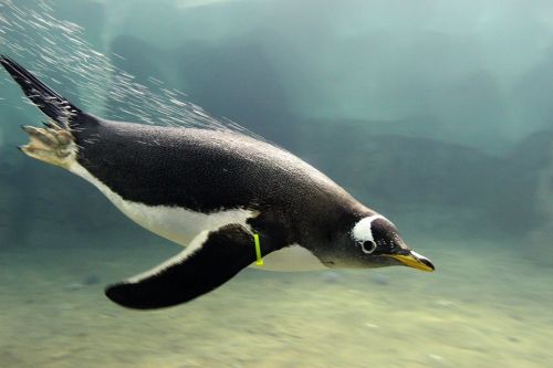 A penguin swimming gracefully underwater, with bubbles trailing behind it in a serene aquatic environment.