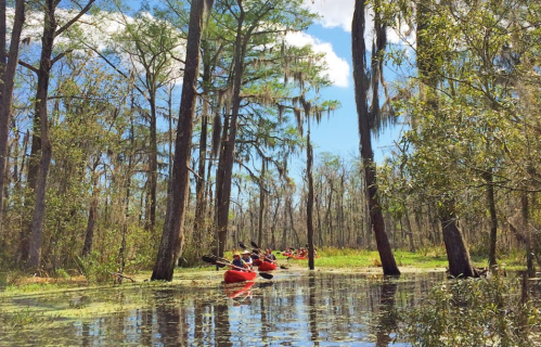 Kayakers paddle through a serene, moss-draped swamp surrounded by tall trees and lush greenery.