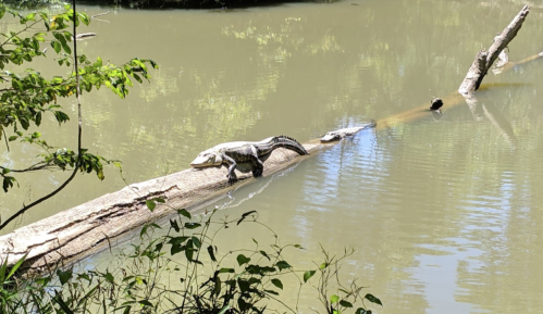 A crocodile sunbathing on a log in a calm river, surrounded by greenery.