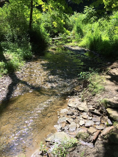 A serene creek flows through a lush green landscape, surrounded by trees and sunlight filtering through the leaves.