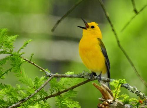 A vibrant yellow bird perched on a branch, singing against a blurred green background.