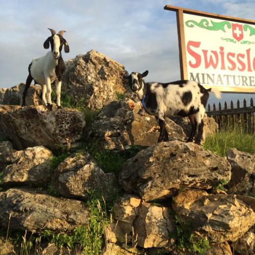 Two goats stand on a rocky outcrop near a sign that reads "Swiss Miniature." Green grass surrounds the rocks.