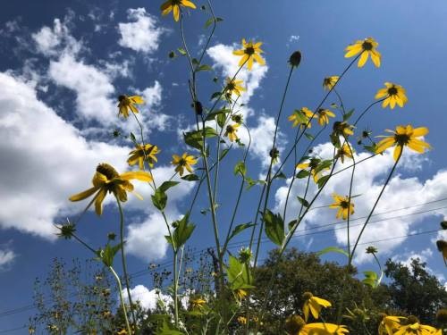 Bright yellow flowers reach towards a blue sky dotted with fluffy white clouds. Green stems and leaves are visible.