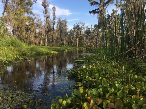 A serene wetland scene with a calm waterway, surrounded by lush greenery and trees under a clear blue sky.