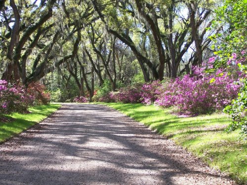 A serene gravel path lined with vibrant pink flowers and shaded by large trees with hanging moss.