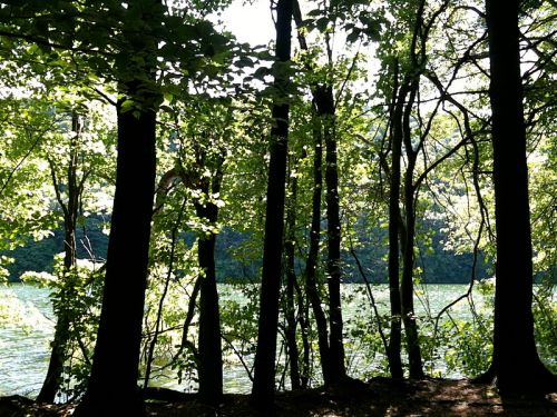 Sunlight filters through trees by a serene lake, creating a peaceful natural scene with lush greenery.