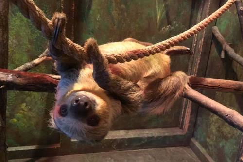 A sloth hanging upside down from a rope in a natural habitat setting, surrounded by greenery.