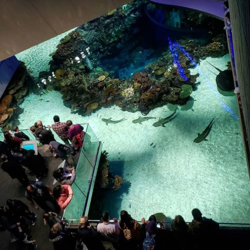Aerial view of an aquarium with sharks swimming in a coral-filled tank, surrounded by a crowd of visitors.