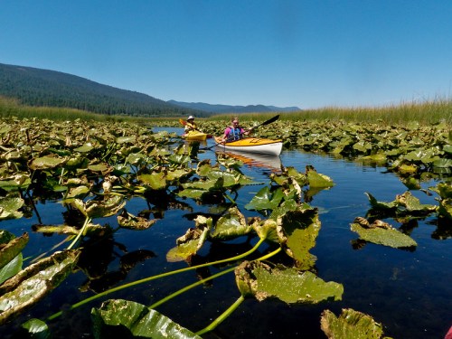 Two kayakers navigate through a serene waterway filled with lily pads, surrounded by mountains and clear blue skies.
