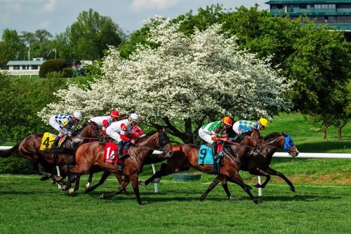 A horse race with jockeys in colorful silks, galloping on a grassy track with blooming trees in the background.