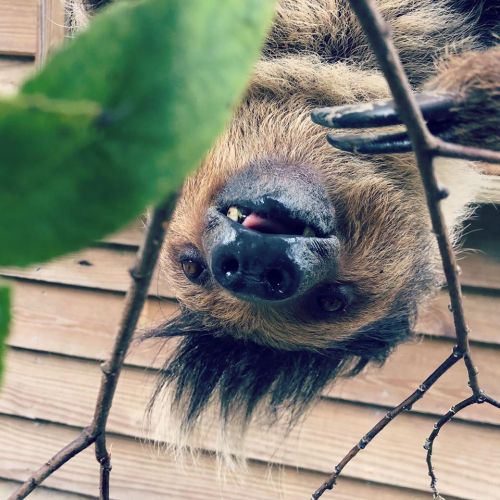 A close-up of a sloth hanging upside down from a branch, with a playful expression and visible teeth.