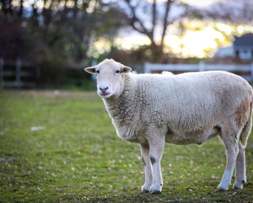 A sheep stands in a grassy field, with trees and a soft sunset in the background.