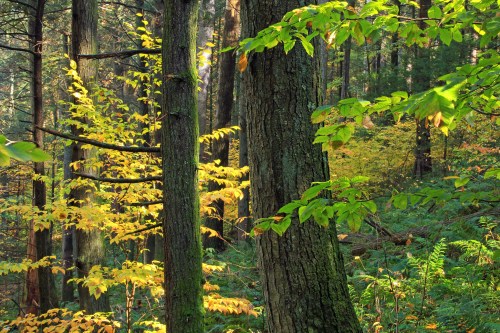 A serene forest scene with tall trees and vibrant green and yellow leaves, illuminated by soft sunlight.