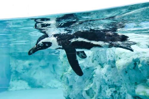 A penguin swimming underwater near a rocky surface in a clear blue environment.