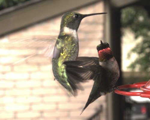 Two hummingbirds hover near a red feeder, showcasing vibrant green and iridescent plumage.