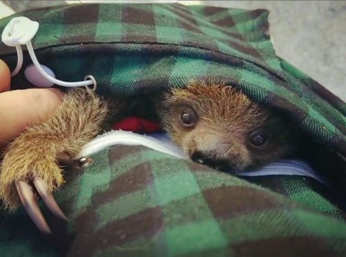 A small sloth peeks out from a green plaid jacket, its big eyes and tiny claws visible.