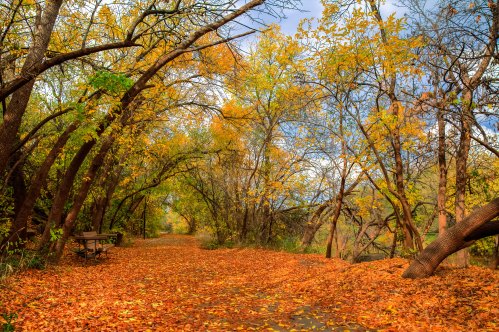 A serene path lined with trees in autumn, covered in vibrant orange and yellow leaves.