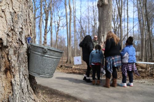A metal bucket hangs from a tree in a forest, with people gathered in the background enjoying an outdoor activity.