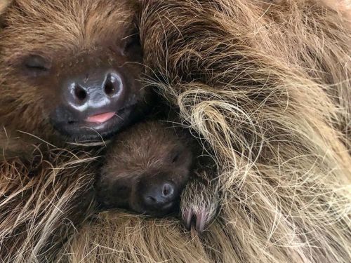 A close-up of a sloth and its baby cuddling together in a cozy embrace.