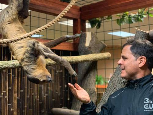 A man reaches out to a sloth hanging upside down from a rope in a naturalistic indoor setting.