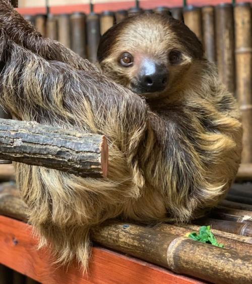 A close-up of a sloth resting on a wooden perch, showcasing its unique fur and expressive face.