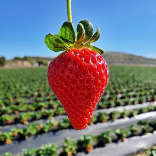 A close-up of a ripe strawberry hanging against a backdrop of a strawberry field under a clear blue sky.
