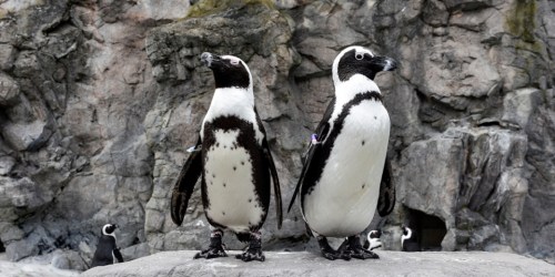 Two African penguins stand on a rock against a rocky background, with other penguins visible in the distance.