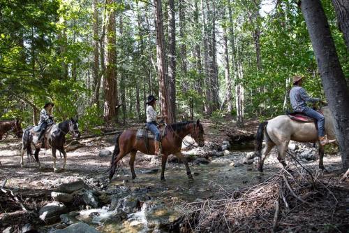A group of horseback riders traverses a forested area near a stream, surrounded by tall trees and natural scenery.