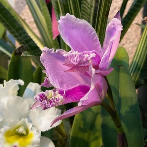 A close-up of a pink orchid flower surrounded by green leaves and other white flowers.
