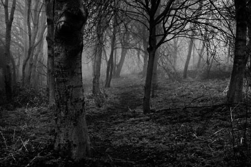 A misty forest scene in black and white, featuring bare trees and a winding path through dense fog.