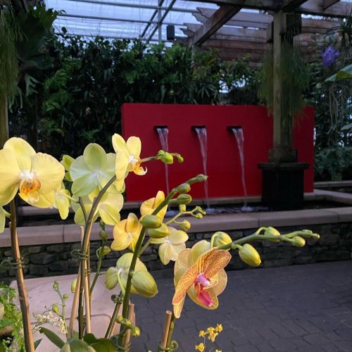 A vibrant greenhouse scene featuring yellow orchids in the foreground and a red wall with three water fountains in the background.