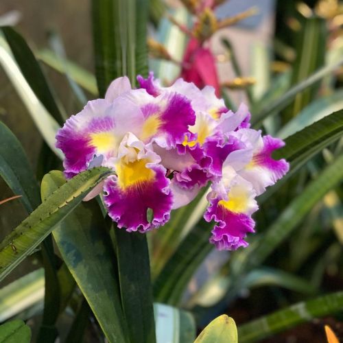 A cluster of vibrant purple and white orchids with yellow accents, surrounded by green leaves.