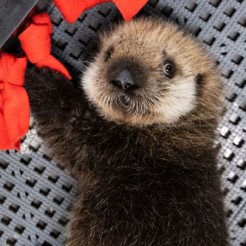 A cute sea otter pup playfully holding a red toy, looking up with a curious expression.