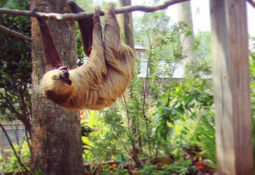 A sloth hanging upside down from a branch in a lush, green environment.