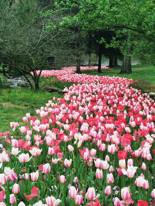 A vibrant garden path lined with blooming pink and white tulips, surrounded by lush greenery and trees.