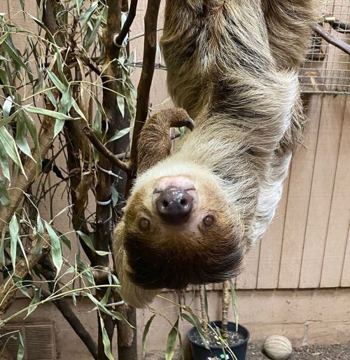 A sloth hanging upside down from a branch, surrounded by green leaves and a wooden background.