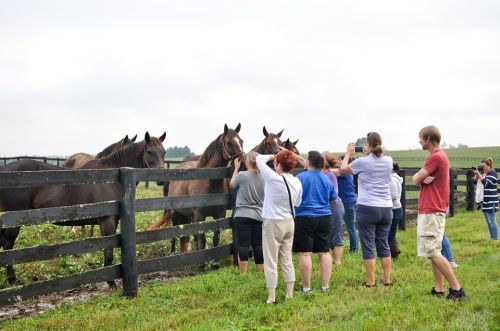 A group of people observing horses behind a wooden fence on a cloudy day.