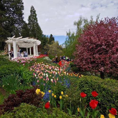 A vibrant garden filled with colorful flowers, people enjoying the scenery, and a beautiful tree in bloom.