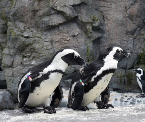 Two African penguins standing on a rocky surface, with one looking back at the other.