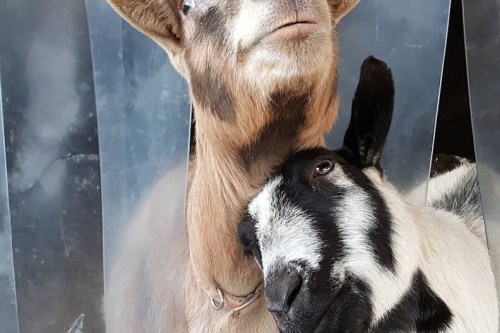 A brown goat and a black-and-white goat cuddle closely together, showcasing their affectionate bond.