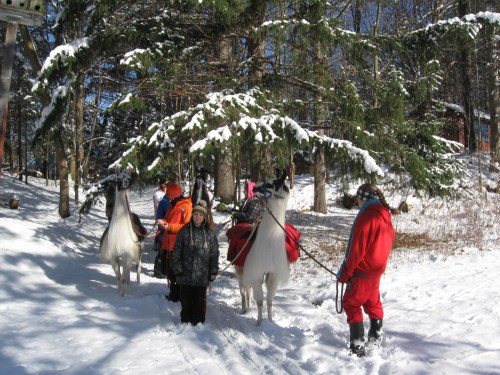 Two llamas stand in the snow with people dressed in winter clothing, surrounded by trees.