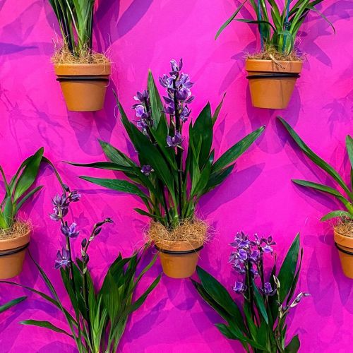 Vibrant pink wall with potted purple orchids and green leaves arranged in a decorative display.
