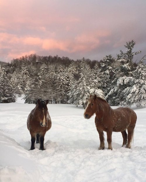 Two horses stand in a snowy landscape, surrounded by trees, with a colorful sunset sky in the background.