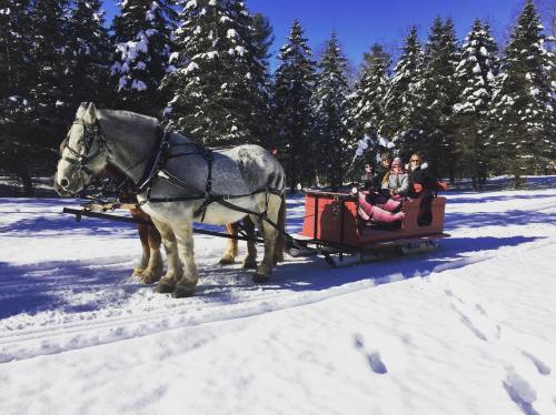 A horse-drawn sleigh carries passengers through a snowy landscape, surrounded by tall evergreen trees.