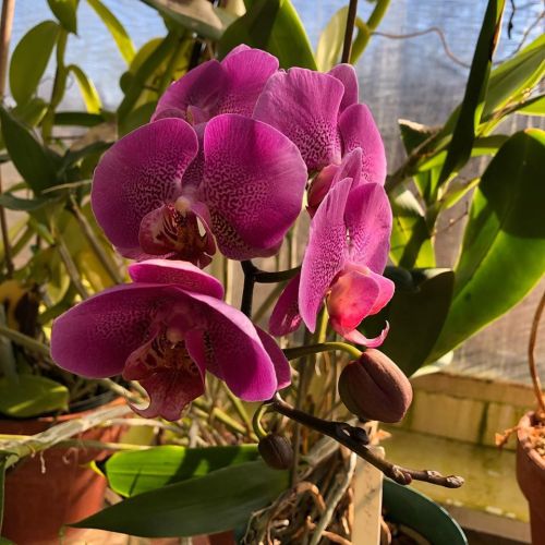 A vibrant purple orchid with large petals, surrounded by green leaves in a greenhouse setting.