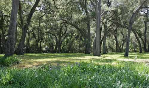 A serene forest scene with tall trees and lush green grass, dappled sunlight filtering through the leaves.